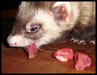 raw feeding ferrets