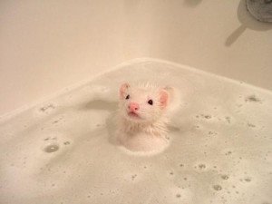 Can I Give my ferret a Bath?