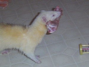 Can you give your ferret at a bone?